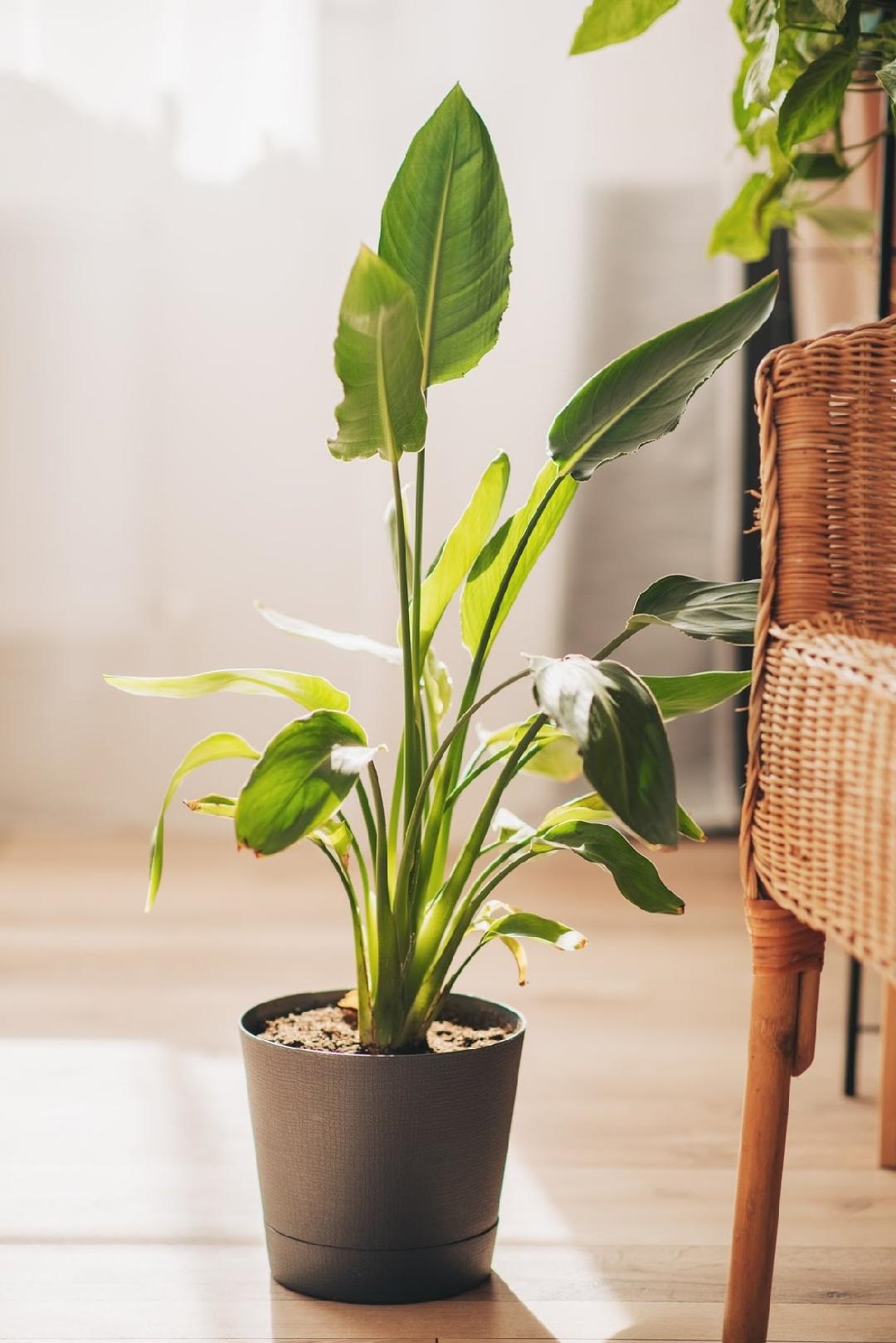 6Tropical Plants to Get the Jungle Look at Home - 10879